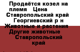 Продаётся козел на племя › Цена ­ 2 500 - Ставропольский край, Георгиевский р-н Животные и растения » Другие животные   . Ставропольский край